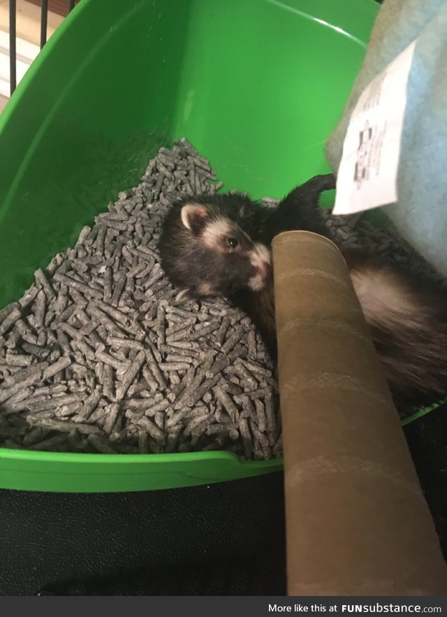 Charlotte playing with a paper towel roll