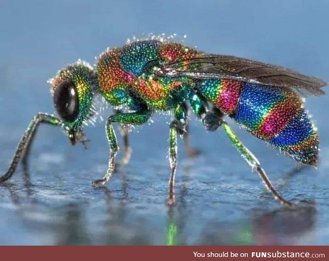 Jewel Wasp !