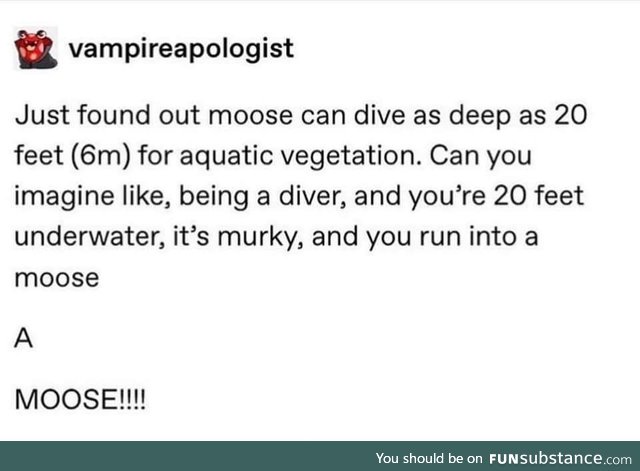 A moose!