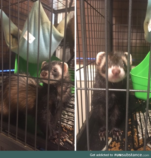 Ferret Jail