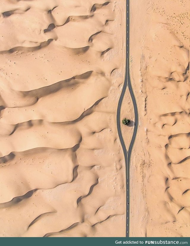 In Dubai, trees are precious