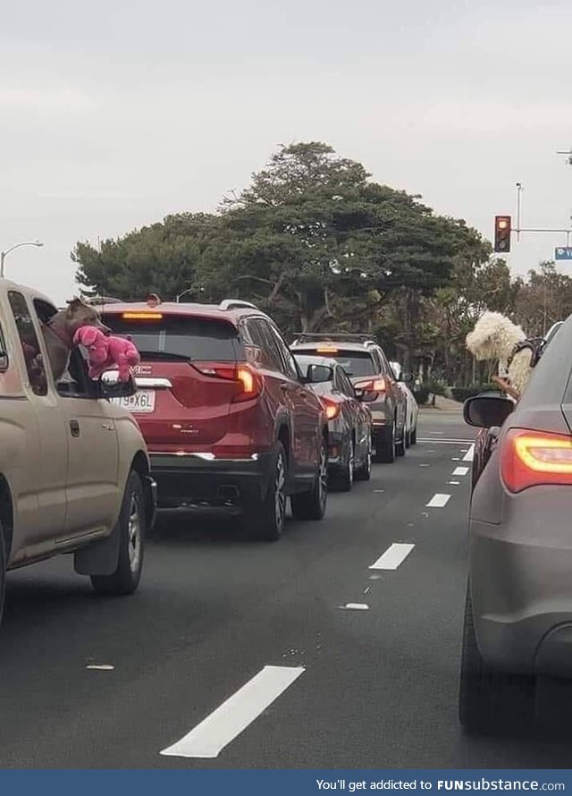 This pitbull pulled out his teddy to show it to the dog of the other car