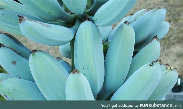 The Blue Java banana with vanilla flavour and ice cream consistency