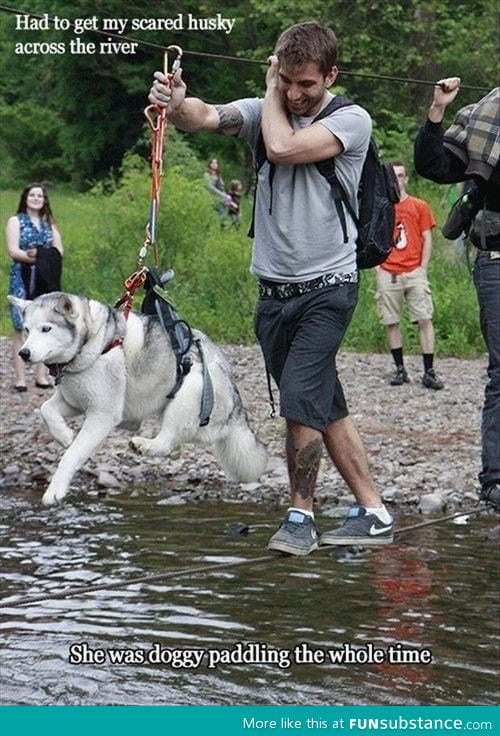 Scared husky