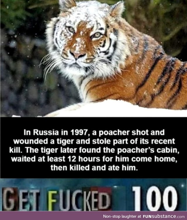 Don't mess with a TIGER