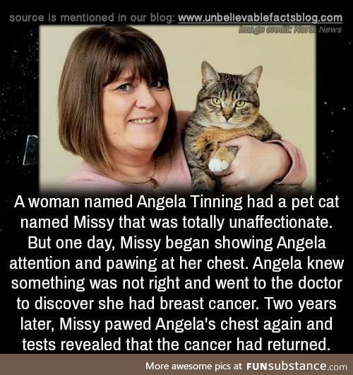 The cat touched some bobs and saved a life