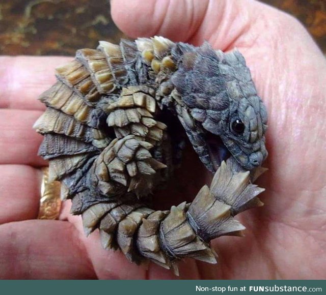 Armadillo girdled lizard (Ouroborus cataphractus) looks just like a tiny dragon