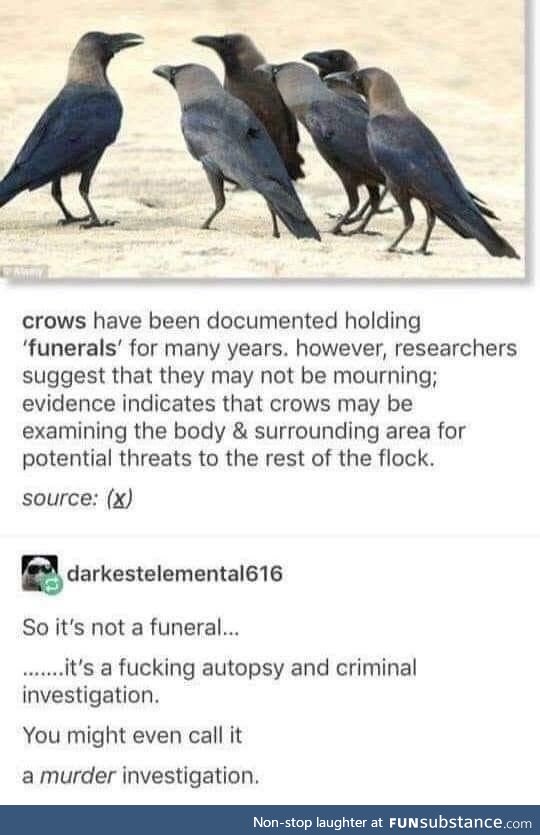 Caw and Order