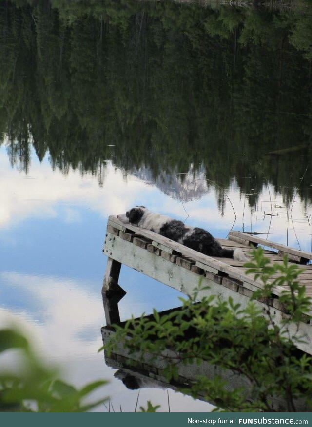 Blind dog enjoying the sounds of a lake