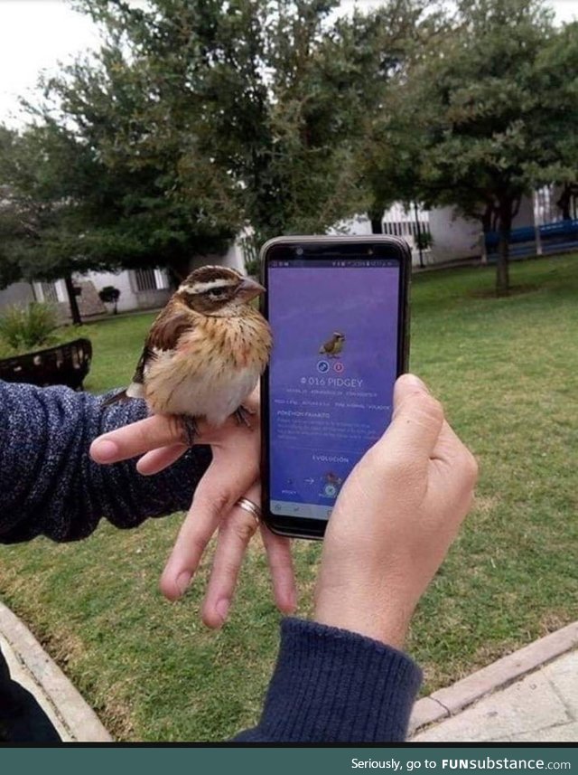 Finding a real pidgey