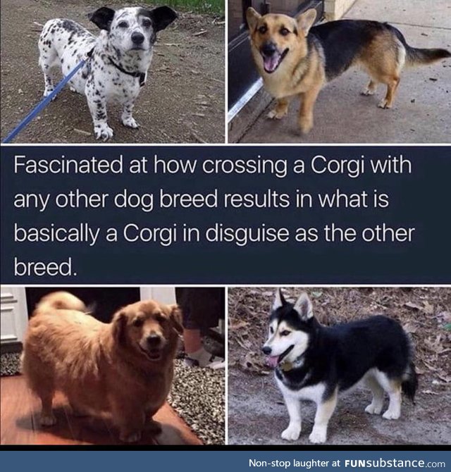 Love them or hate them, corgi mixes are spy corgis