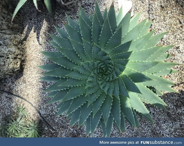 A perfectly semetrical aloe plant