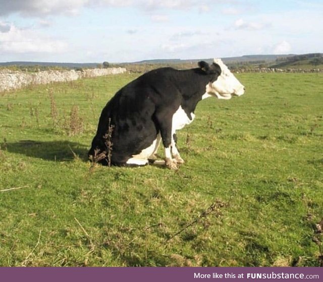 Cows can be good boys too