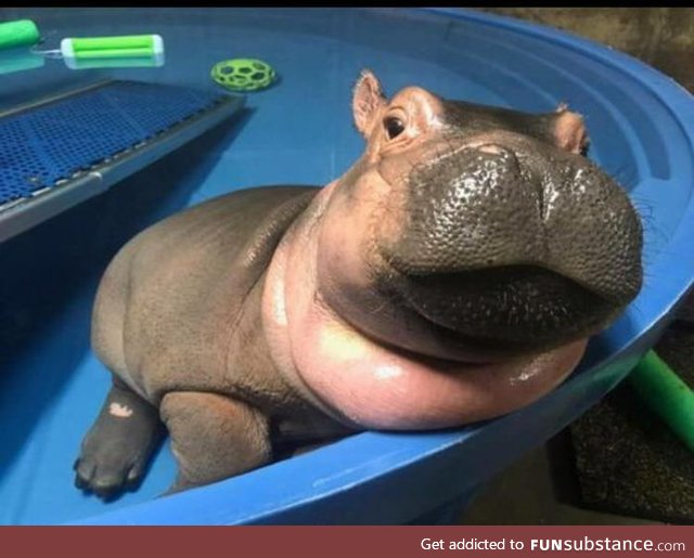 Hi everyone this is a baby hippo