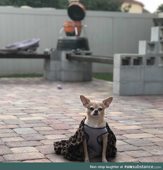 King Chihuahuas