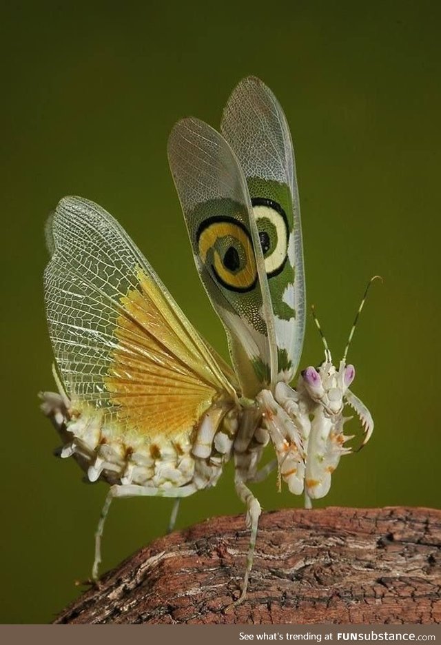 Spiny Flower Mantis