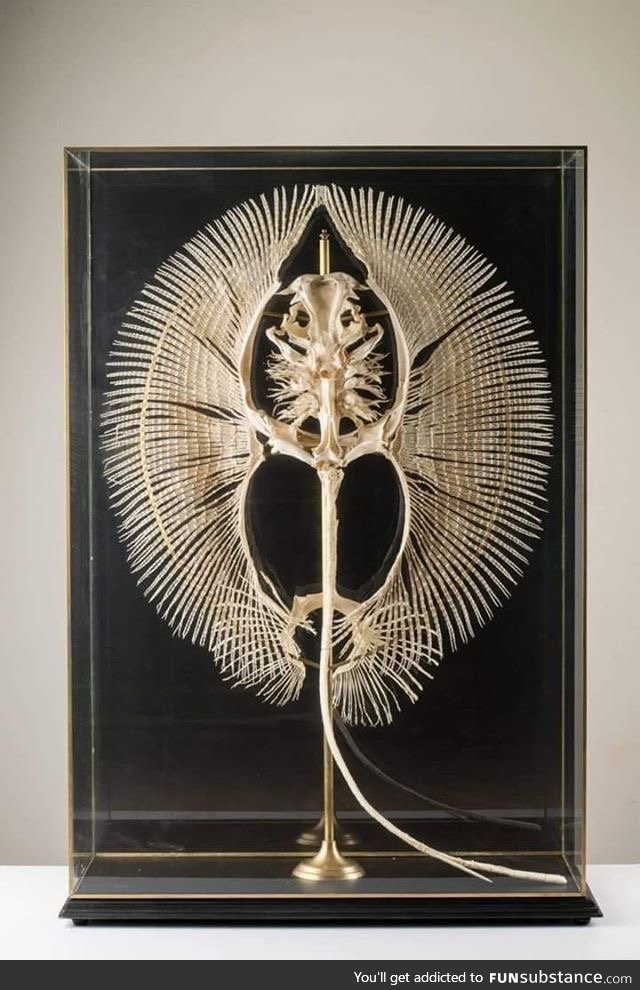 Stingray’s Skeleton