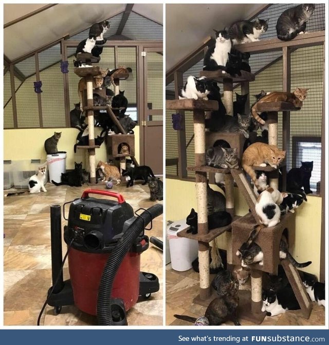 Vacuum day at the animal shelter