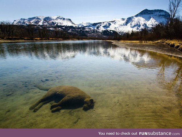 Cougars final resting place