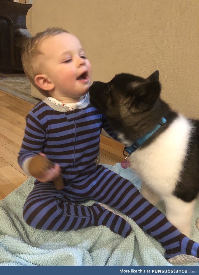 When my puppy first met my 2 yr old bro