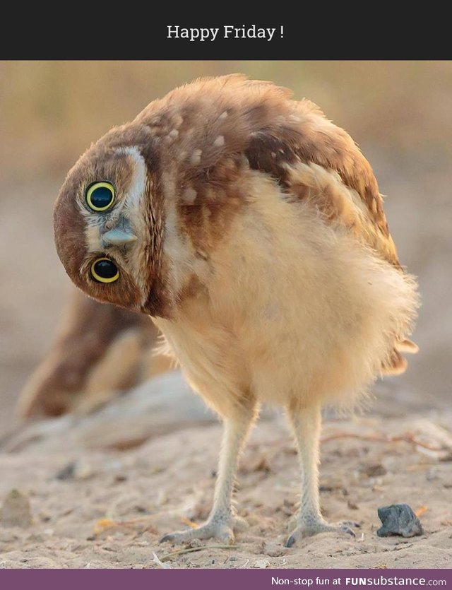 Cute owl