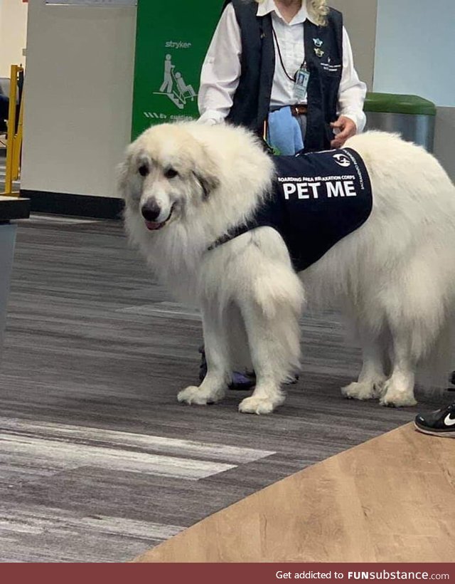 This Doggo Will Help Calm Your Anxiety Before Boarding a Plane! Fluffy Boi Calms Anxiety