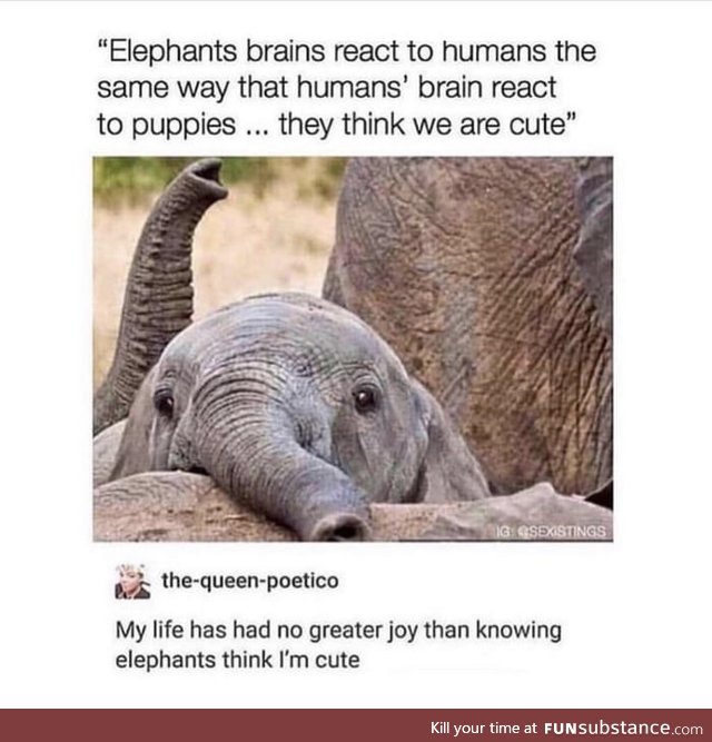 Elephants think we're cute!