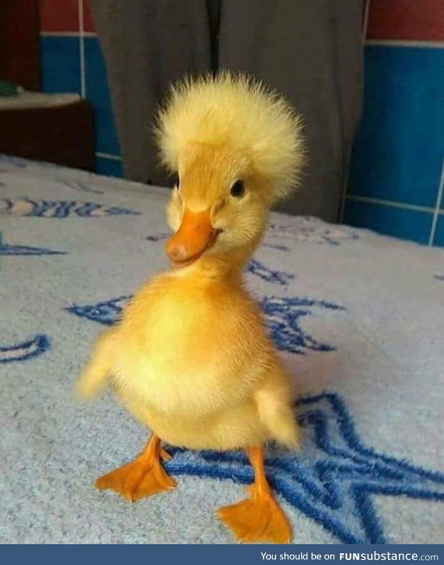 The cutest little duck