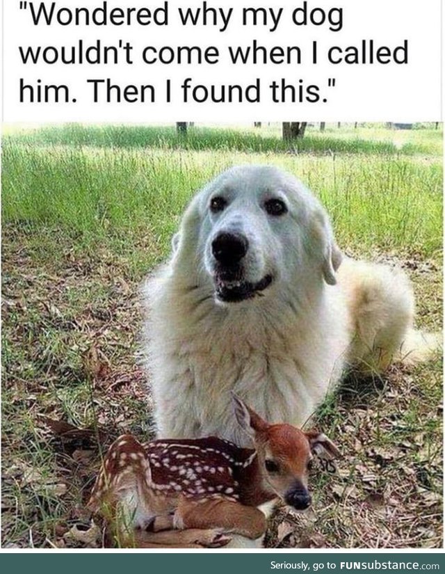 Deer and dog