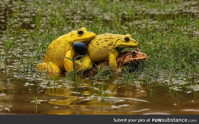 Froggo Fren #21 - Indian Bullfrog