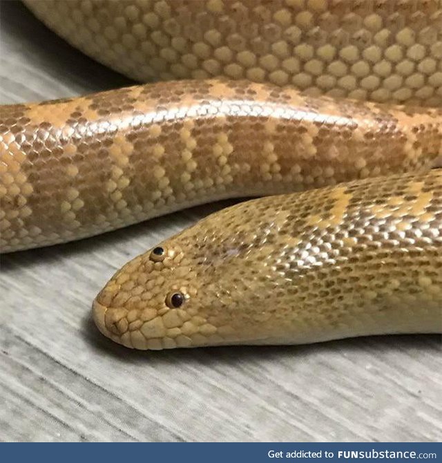 The Arabian sand boa looks like a sock puppet