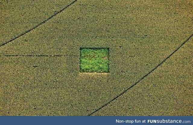 Cannabis garden in a cornfield