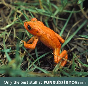 Froggo Fren #25/Spooktober Day 4/World Animal Day - Golden Toad