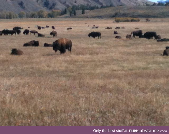 Pics from Wyoming part 2, the majestic buffalo.