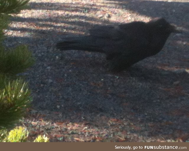 Larry the Raven. He big boy, he 2 ft tall