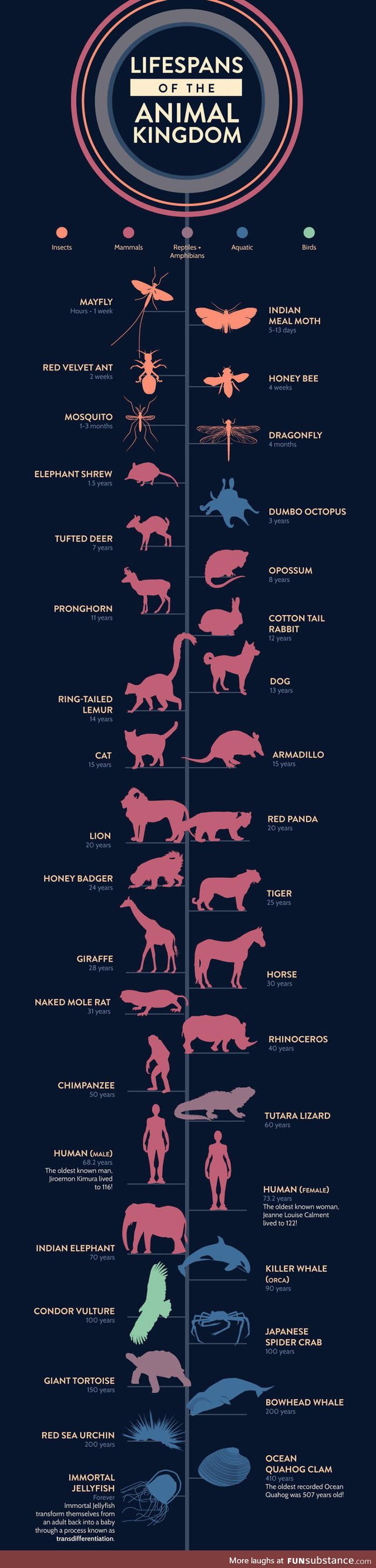 Lifespans of the animal kingdom