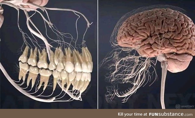 This is what the nerves related to the teeth look like