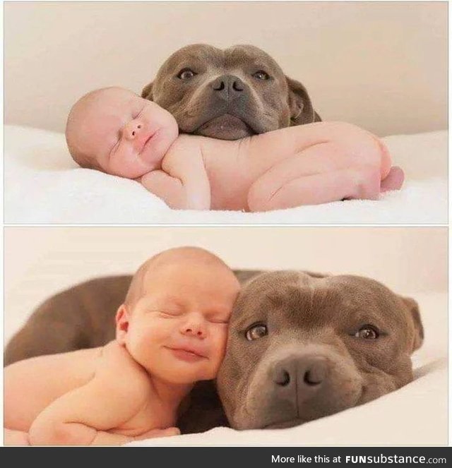 They are not dangerous if you raise them right and neither are Pit Bulls