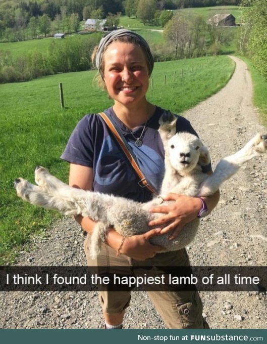 Happy lamb