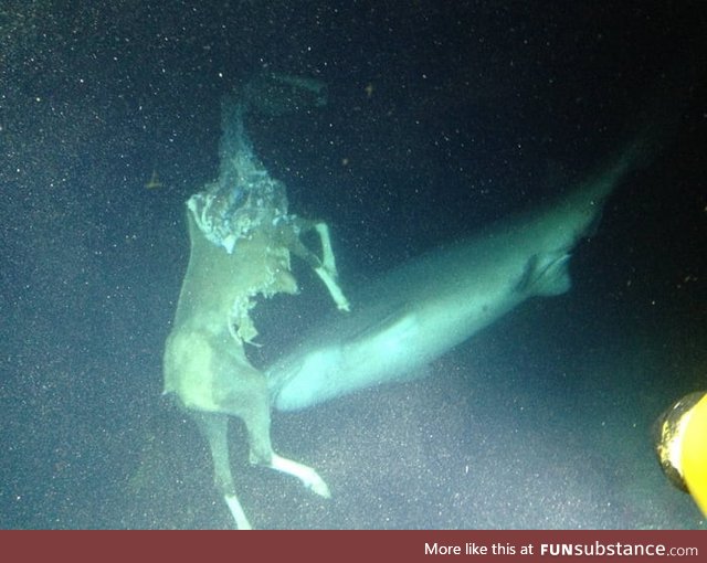 A horse getting eaten underwater