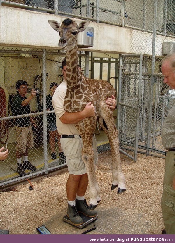 This is how you weigh a baby giraffe