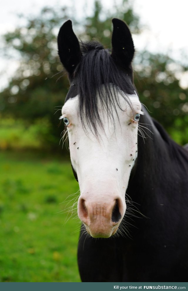 This horse will evaluate your soul, for a fee