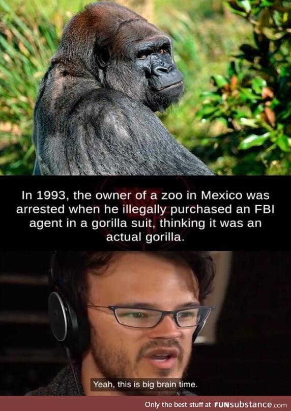 Save the gorilla's*