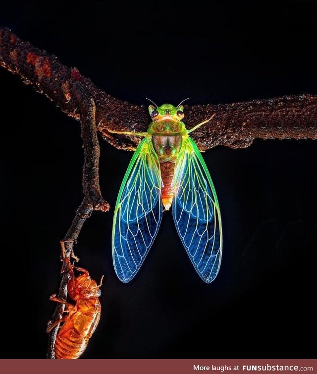 A lovely, freshly molted cicada specimen