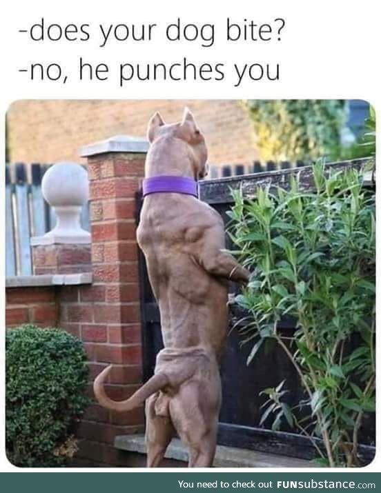 Dog punch