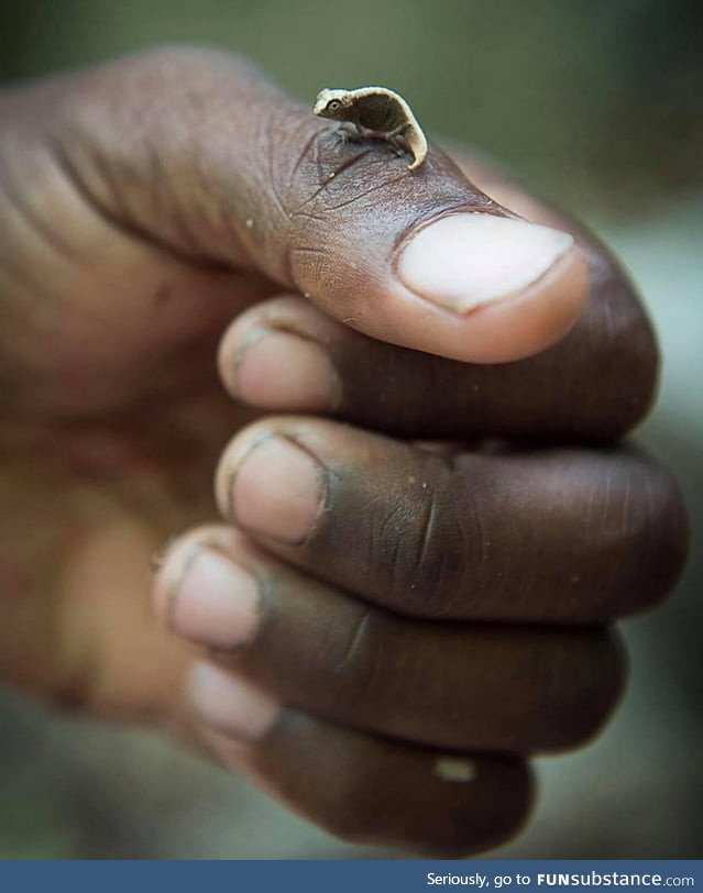 One of the smallest vertebrates in the world, the chameleon of Madagascar