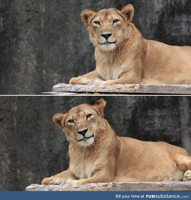 A very polite lioness luring you to an early death