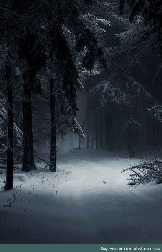 Dark winter forest