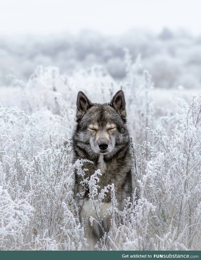 Wolves are beautiful