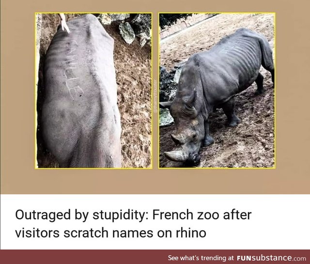 Scratching your name on a Rhinoceros